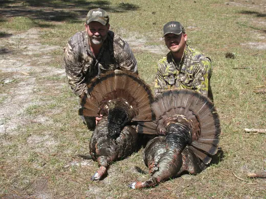 Osceola Turkey Hunts — photograph from the Gunners Taxidermy gallery