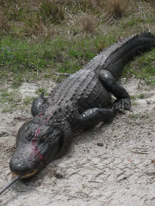 Florida Gator Hunts — photograph from the Gunners Taxidermy gallery