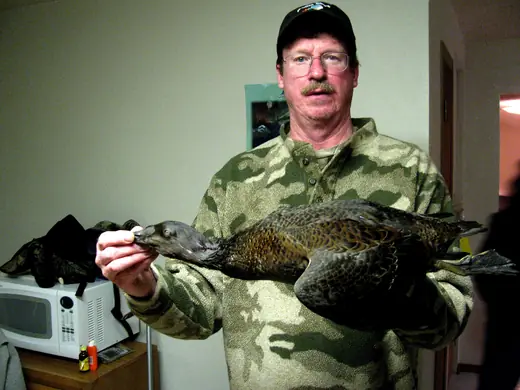 Alaska Sea Duck Hunts — photograph from the Gunners Taxidermy gallery