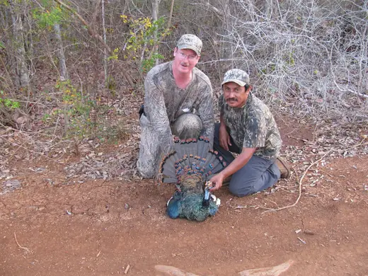 Ocellated Turkey Hunts — photograph from the Gunners Taxidermy gallery