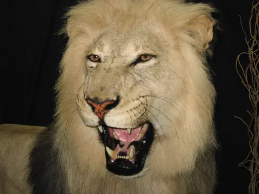 Africa Game Taxidermy — photograph from the Gunners Taxidermy gallery