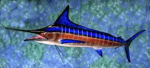 Fish Taxidermy — photograph from the Gunners Taxidermy gallery