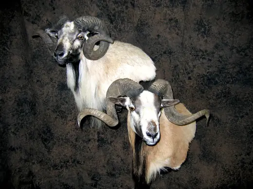 Gamehead Taxidermy — photograph from the Gunners Taxidermy gallery
