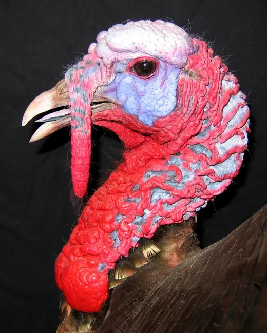 Turkey Taxidermy — photograph from the Gunners Taxidermy gallery