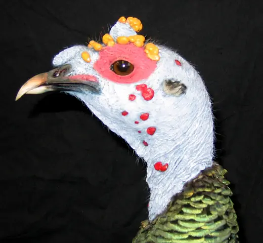 Turkey Taxidermy — photograph from the Gunners Taxidermy gallery