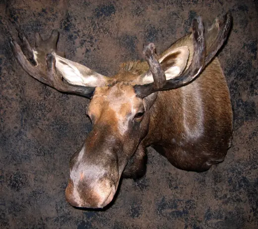 Gamehead Taxidermy — photograph from the Gunners Taxidermy gallery