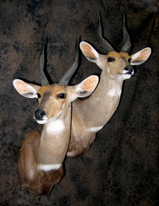 Africa Game Taxidermy — photograph from the Gunners Taxidermy gallery
