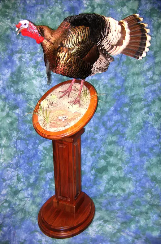Turkey Taxidermy — photograph from the Gunners Taxidermy gallery