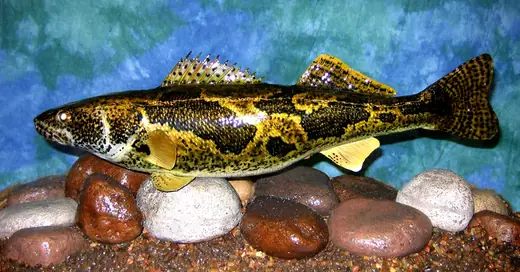 Fish Taxidermy — photograph from the Gunners Taxidermy gallery