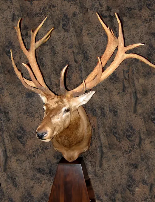 Gamehead Taxidermy — photograph from the Gunners Taxidermy gallery