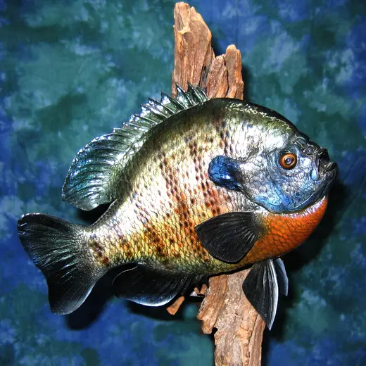 Fish Taxidermy — photograph from the Gunners Taxidermy gallery