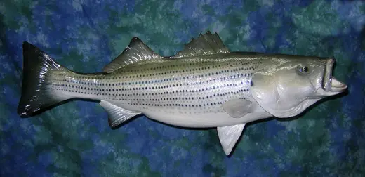 Fish Taxidermy — photograph from the Gunners Taxidermy gallery