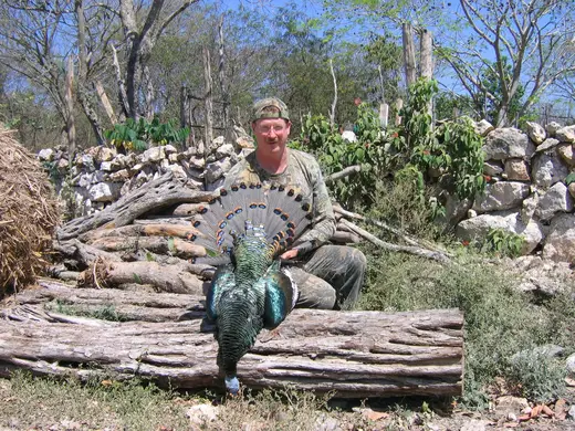 Ocellated Turkey Hunts — photograph from the Gunners Taxidermy gallery