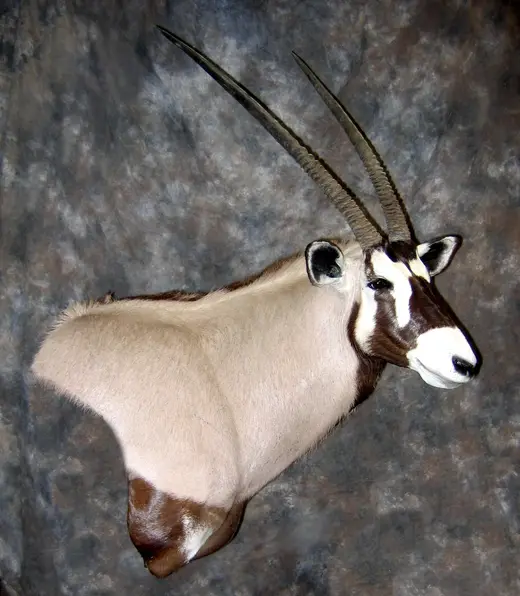 Africa Game Taxidermy — photograph from the Gunners Taxidermy gallery