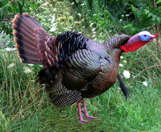 Turkey Taxidermy — photograph from the Gunners Taxidermy gallery