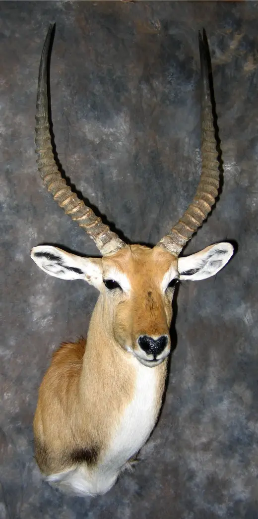 Africa Game Taxidermy — photograph from the Gunners Taxidermy gallery