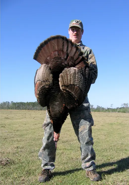 Osceola Turkey Hunts — photograph from the Gunners Taxidermy gallery