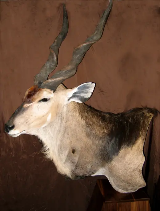 Africa Game Taxidermy — photograph from the Gunners Taxidermy gallery