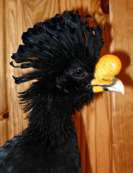 Upland Game Bird Taxidermy — photograph from the Gunners Taxidermy gallery